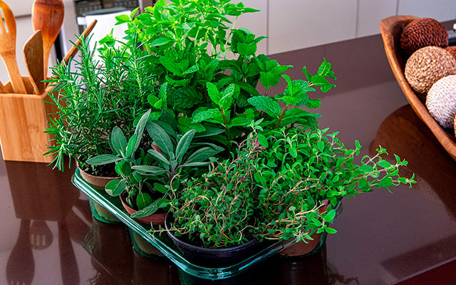 Quem tem varanda precisa conhecer essa erva aromática: ela cresce em vaso e perfuma o ambiente, segundo o TudoGostoso