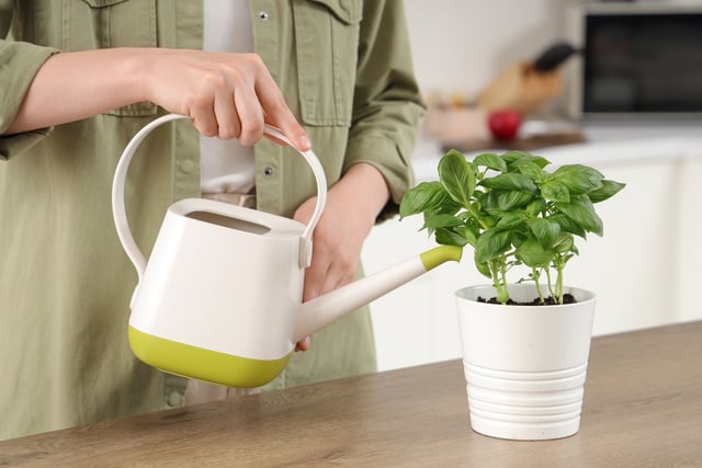 Com este método simples, você pode colher manjericão o ano todo: se você já tem horta em casa, sua produção vai aumentar muito