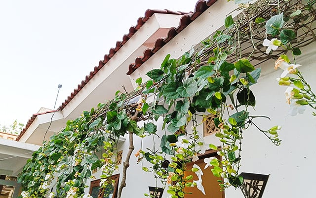 5 trepadeiras que crescem muito rápido e transformam qualquer muro ou jardim