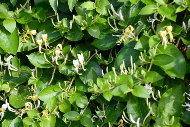 Se você é apaixonado por plantas, precisa conhecer essa trepadeira japonesa muito perfumada: ela está se tornando o sucesso dos jardins