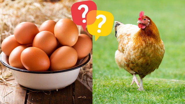 O que veio primeiro: o ovo ou a galinha? Cientistas britânicos mudam tudo que você achava que sabia
