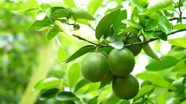 O ideal é seguir uma rotina equilibrada de adubação para que o pé de limão receba todos os nutrientes que precisa (Créditos: Shutterstock)