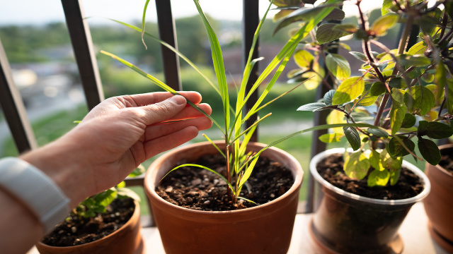 Como afastar mosquitos no verão com um truque natural e fácil de manter em vasos