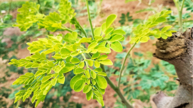 Planta pouco conhecida no Brasil é a escolha ideal para desintoxicar o fígado e o intestino