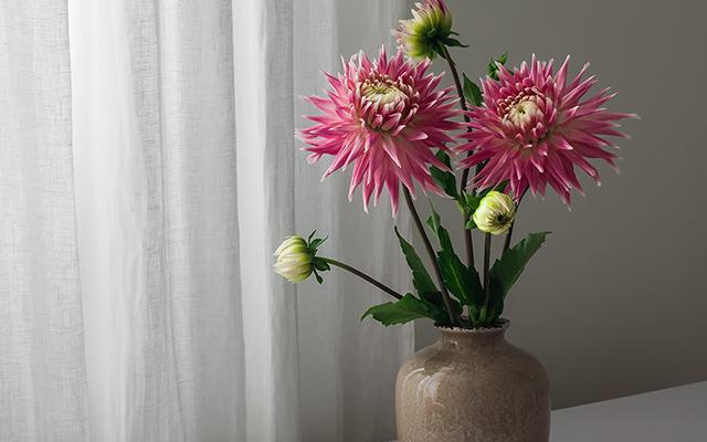 Quais são as melhores flores de verão para ter nesta época do ano?