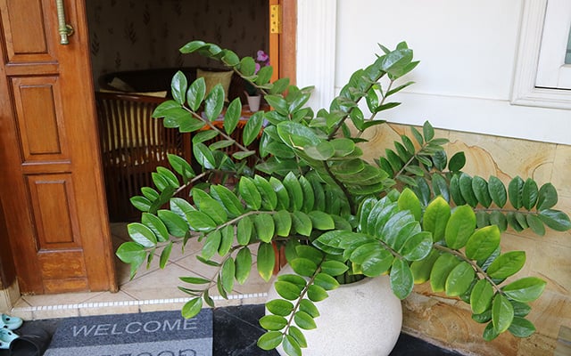 Zamioculcas: como cuidar, plantar, tirar muda, regar do jeito certo e os principais problemas que você pode passar