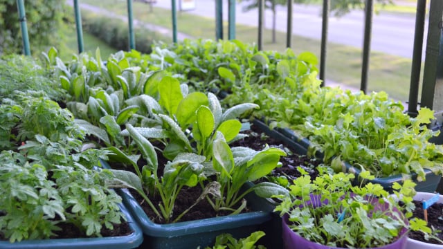 4 vegetais para plantar na sua varanda durante o outono: crescem em espaços pequenos e são fáceis de cuidar