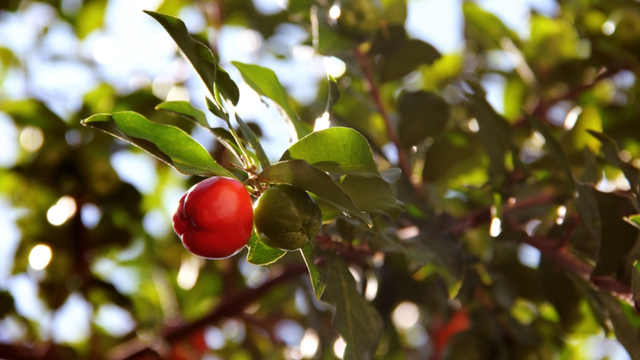 Nem laranja, nem limão: a fruta que fortalece o sistema imunológico do seu corpo e faz bem para a pele