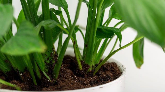 Colocar uma pequena quantidade de óleo junto ao caule das plantas: para que serve?