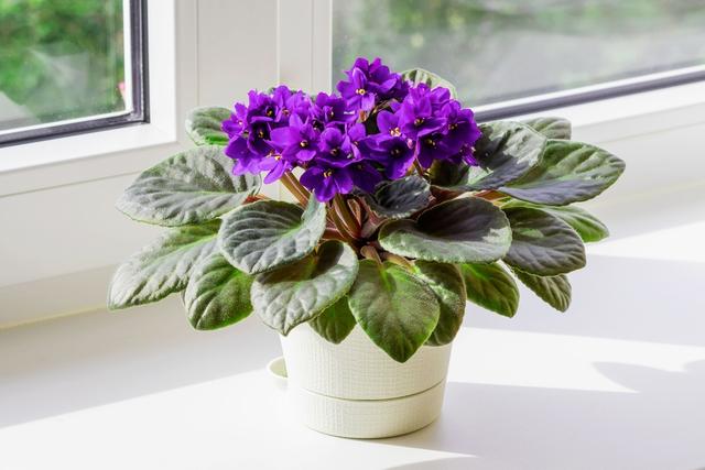 Violeta africana. (créditos: Shutterstock)
