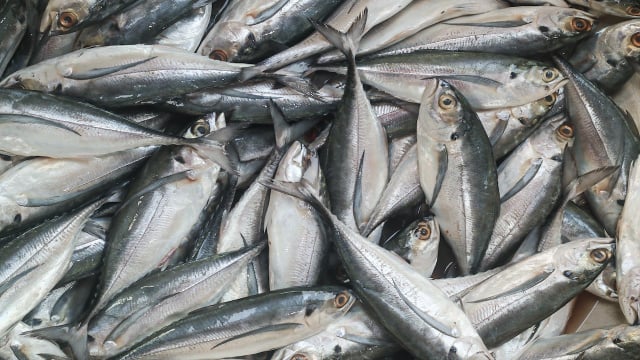 O peixe reúne ômega-3, proteína completa e minerais importantes para o organismo. (Foto: Shutterstock)