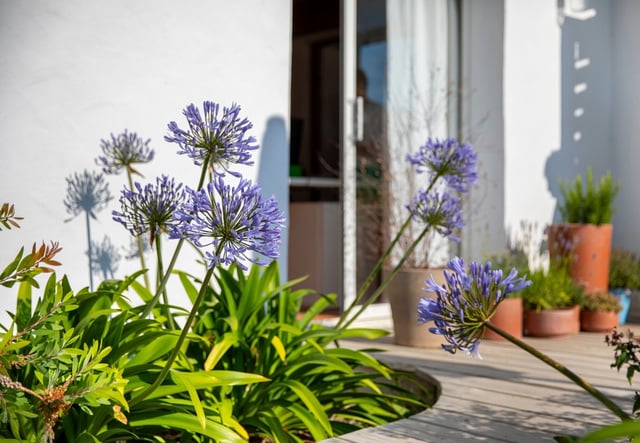 Jardineiros concordam: esta planta colorida resiste ao frio e é ideal para plantar no outono