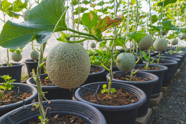 5 motivos para você plantar melão em casa e usufruir de todos os benefícios dessa fruta maravilhosa