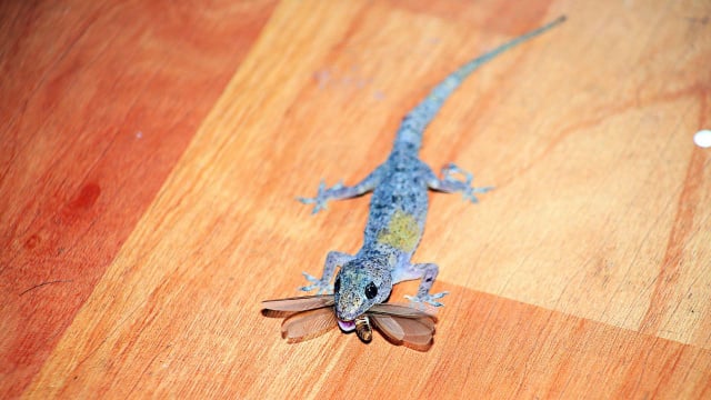 A presença de lagartixas em casa pode indicar grande presença de insetos e condições de abrigo adequadas (Créditos: Shutterstock)