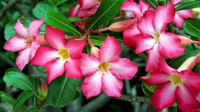 Um amigo jardineiro me ensinou essa dica para cultivar rosa do deserto e ela nunca ficou tão florida quanto agora