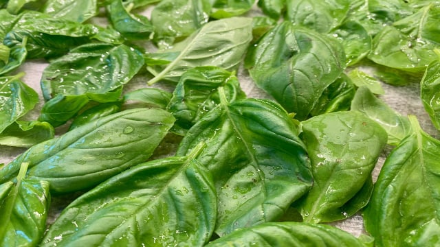 O truque da minha tia que funciona de verdade para as folhas de manjericão durarem mais tempo na geladeira