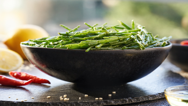A planta que nasce onde nada cresce e pode substituir o sal de cozinha com menos sódio e mais minerais