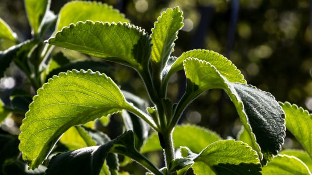 A planta amarga de casa de vó que faz bem para a saúde digestiva e é fácil de cultivar