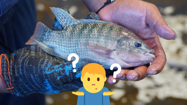 A questão da vez é: Tilápia é peixe? Descubra a verdade sobre o fruto do mar queridinho por ser acessível