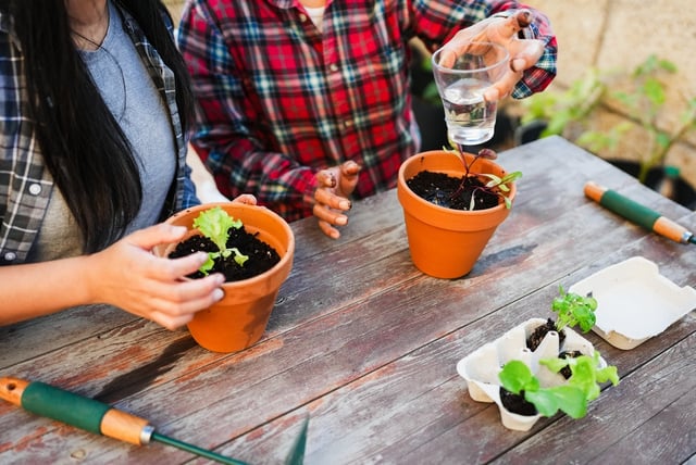 Chega de hortaliças velhas: esses são os vegetais que você deve plantar em agosto para ter sempre comida fresca em casa
