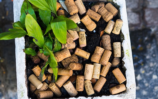 María Ferrarotto, especialista em plantas: “Se você colocar rolhas na terra dos vasos de flores, isso ajudará as plantas a se recuperarem e a produzirem flores”