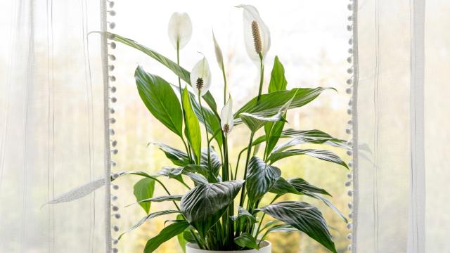 Essa planta funciona como um filtro natural para o ambiente (Créditos: Shutterstock)