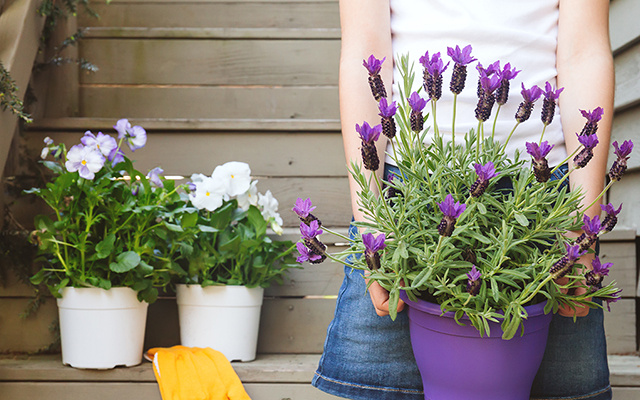 Minha casa deu adeus aos insetos depois que eu comecei a cultivar essas plantas