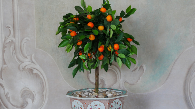 Unindo o útil ao agradável: essas são as 4 árvores frutíferas que podem ser plantadas em vasos