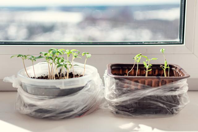 Quando for cozinhar, separe as sementes de tomates e pimentões e plante em vaso: aprendi o passo a passo com uma experiente jardineira