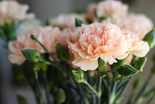 Como plantar cravo em casa: 5 passos importantes para cultivar a planta e garantir flores bonitas e cheirosas