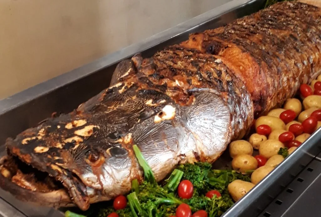 Pirarucu é um dos maiores peixes de águas doces do Brasil. (Foto: Divulgação)