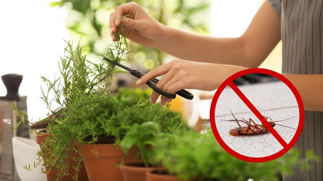 As baratas vão fugir da sua casa nesse verão se você usar essas plantas aromáticas que agem como repelente natural