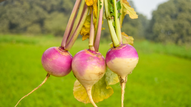 O vegetal esquecido no Brasil que é poderoso para a saúde: conheça os benefícios do nabo e como cozinhar