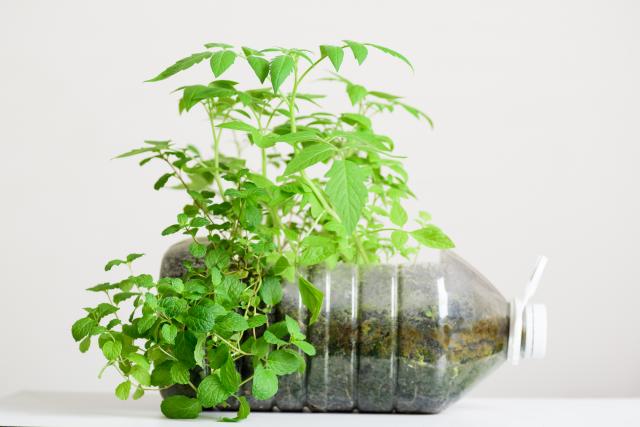 É muito fácil plantar hortelã em casa: aprenda como cultivar em uma garrafa pet e tenha sempre essa folha que garante aroma fresco e sabor marcante às receitas