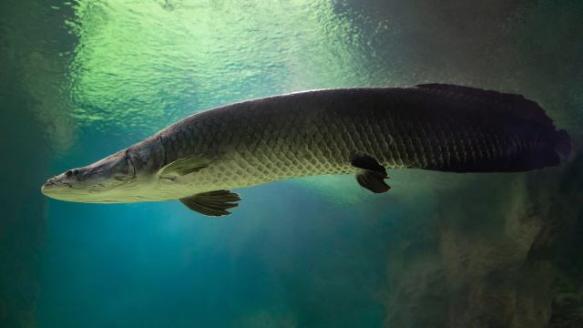 Como a IA está ajudando a salvar milhares de filhotes de peixe pirarucu em viveiros no Brasil