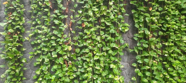 A parede branca e sem graça no quintal está fora de moda: a nova tendência é mais elegante e prática para o seu jardim