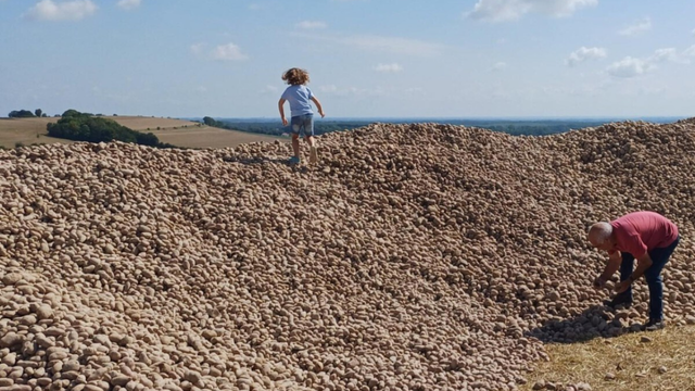 Um fazendeiro doa 500 toneladas de batatas para evitar que apodreçam e transforma seu campo em uma peregrinação para os necessitados e oportunistas