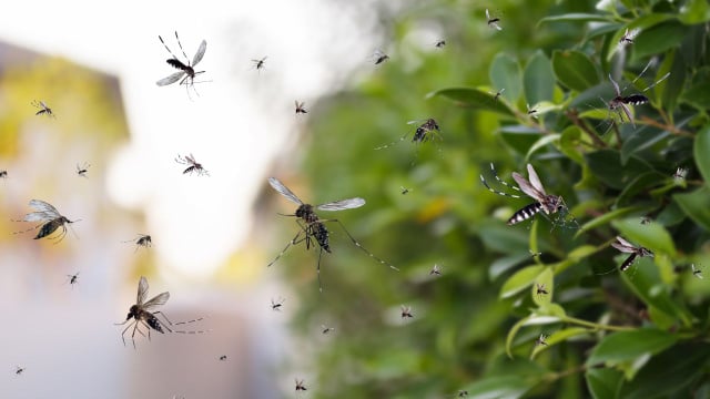 Os mosquitos fogem dessa planta como loucos, ela é um sucesso entre os jardineiros: salva as noites de verão na varanda, todo mundo deveria ter uma