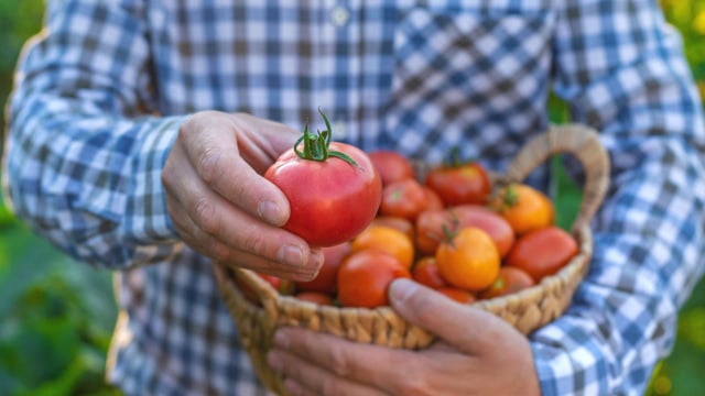 As variedades atuais de tomate priorizam durabilidade e visual "perfeito", mas trazem menos sabor (Créditos: Shutterstock)