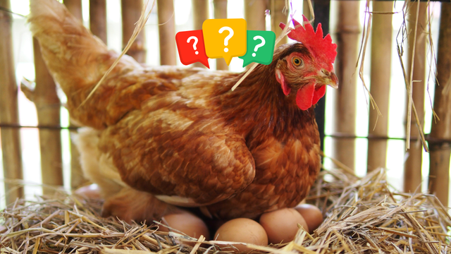 Frango de laboratório: a invenção polêmica de um bilhão de dólares que vai revolucionar a alimentação no mundo e tem gerado debates