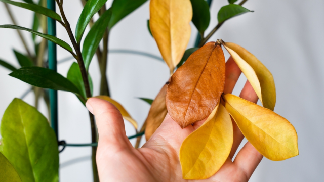 Pouca gente sabe, mas esse erro na adubação da zamioculca faz com que a planta fique amarelada e pare de crescer