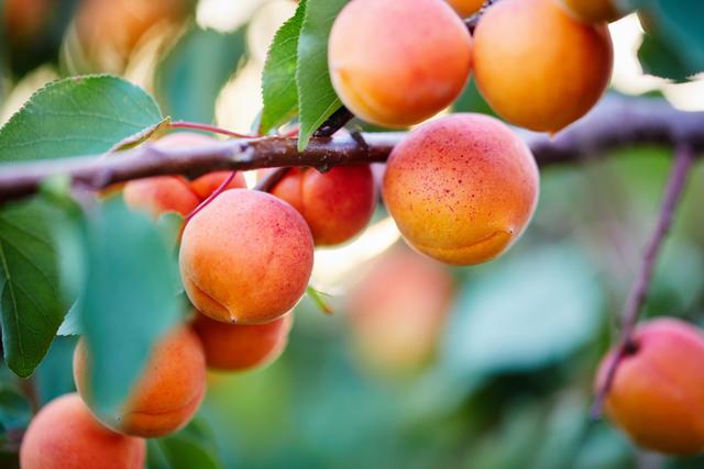 5 etapas para transformar um simples caroço de damasco em uma árvore de damasco