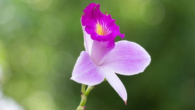 Como cuidar da orquídea-bambu: a planta quase imortal que purifica o ar e floresce o ano todo
