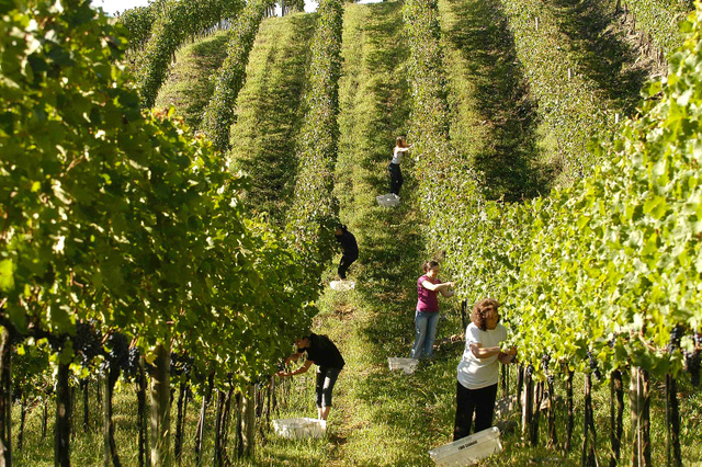 Visitar vinícolas para a colheita das uvas e degustação dos vinhos é principal atrativo de Bento Gonçalves (Créditos: Divulgação APROVALE/Gilmar Gomes)