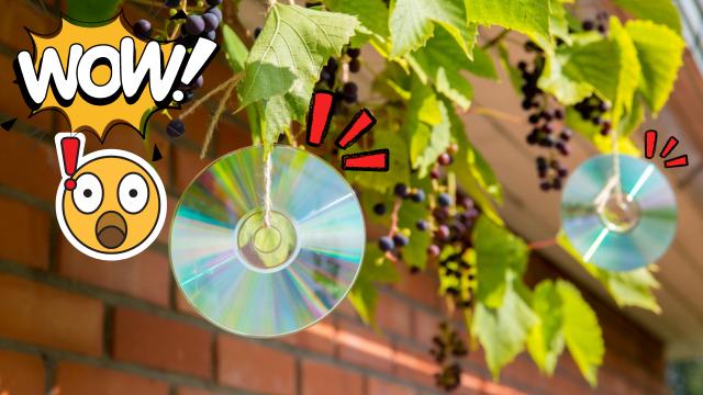 A nova mania dos jardineiros é pendurar CDs no jardim em julho. Entenda o motivo!