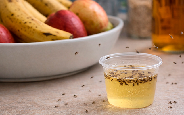 Vou te ensinar a fazer um para-raio de mosquito de banana usando vinagre de maçã