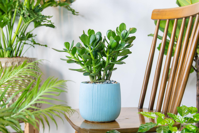 Segundo o Feng Shui, essa é a planta que empresários sempre devem ter por perto para atrair dinheiro