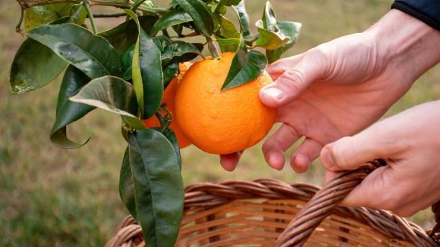 Nunca mais comprei laranjas no mercado depois que aprendi a cultivar a fruta em casa