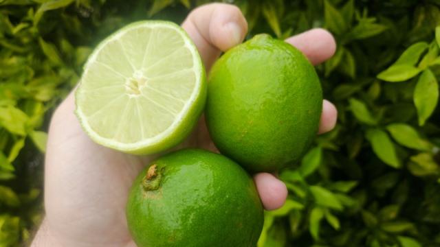 Nem tudo é o que parece: o limão-taiti não é um limão! Alimento está mais proxímo de outra fruta popular