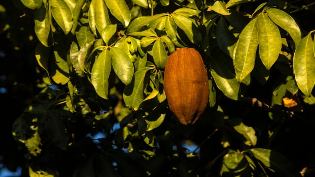 Da horta para a mesa, essas espécies mostram que nutrição também pode nascer no jardim. (Foto: Shutterstock)